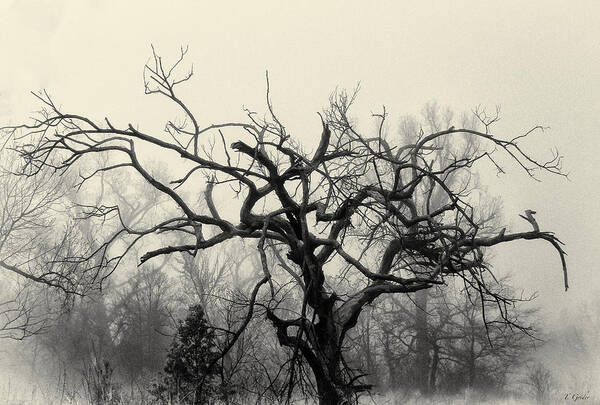 Fog Art Print featuring the photograph Twisted Tree in Fog by Tony Grider