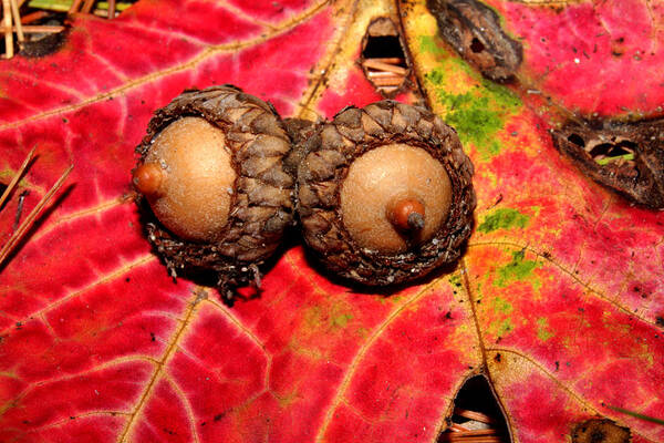 Nature Art Print featuring the photograph Two Acorns on Tatterd Maple Leaf 2 by Robert Morin