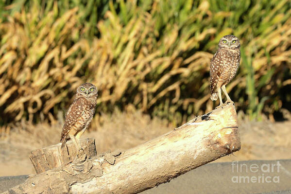 Owl Art Print featuring the photograph Two Bright Burrowing Owls by Carol Groenen