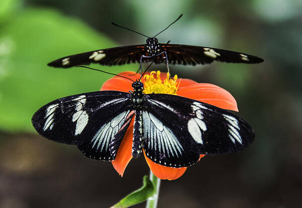 Black Art Print featuring the photograph Two Butterflies-One Flower by WAZgriffin Digital
