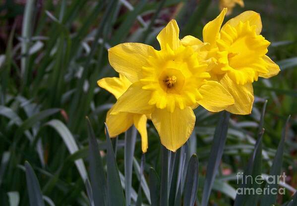 Flowers Art Print featuring the photograph Two Daffodils by Charles Robinson