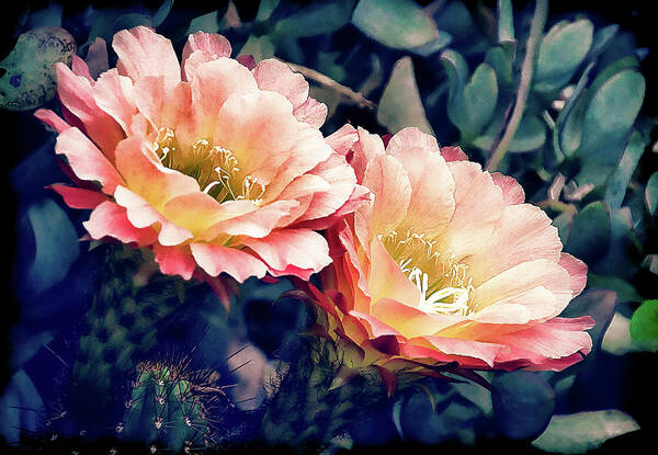 Echinopsis Art Print featuring the photograph Two Desert Blooms Apricot Glow by Julie Palencia