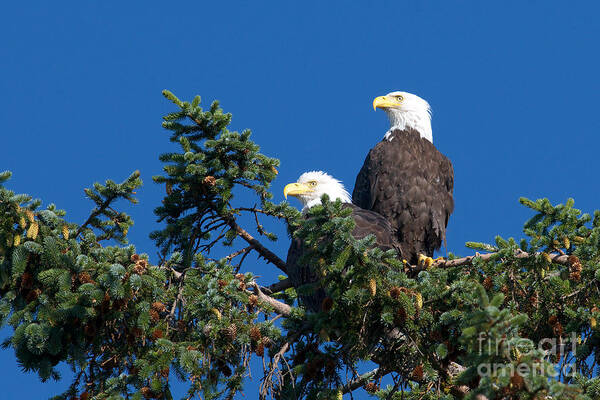 Bald Eagles Art Print featuring the photograph Two Eagles by Sharon Talson