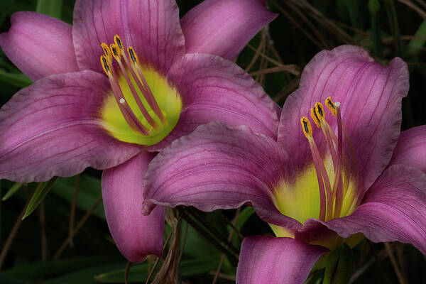 Day Lilies Art Print featuring the photograph Two Of A Kind by Mike Eingle