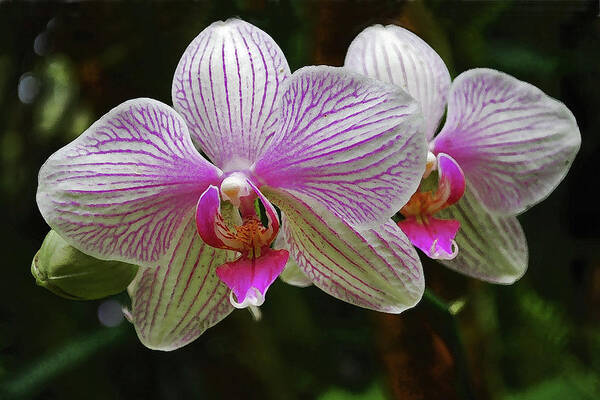 Orchid Flowers Art Print featuring the photograph Two Orchids by Bette Phelan