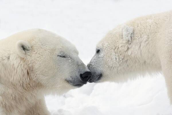 Affection Art Print featuring the photograph Two Polar Bears Ursus Maritimus by Richard Wear