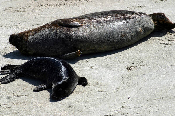 Seal Art Print featuring the photograph Two Seals by Anthony Jones