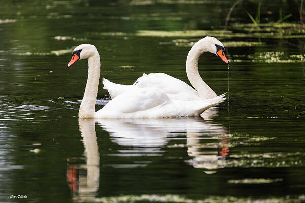 Swan Art Print featuring the photograph Two Swans A Swimming by Fran Gallogly