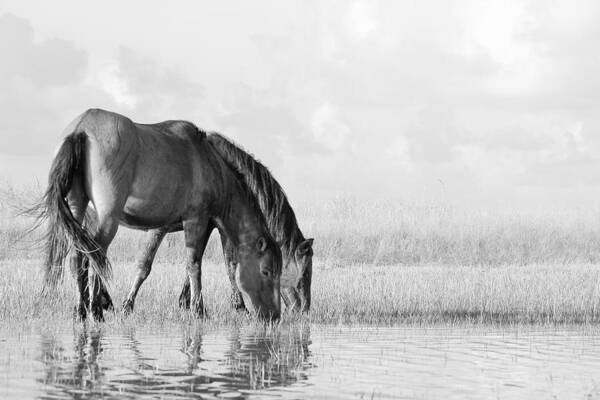 Horse Art Print featuring the photograph Two Wild Mustangs by Bob Decker