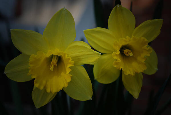 Daffodil Art Print featuring the photograph Two Yellow Daffodils by Richard Andrews