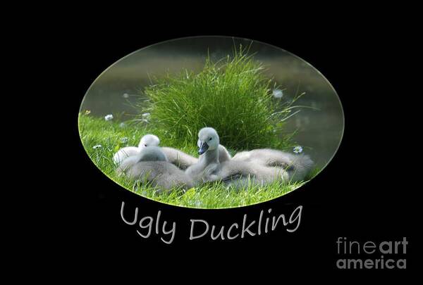 Swan Art Print featuring the photograph Ugly Duckling by Richard Gibb