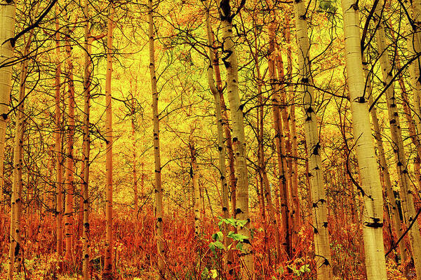 Autumn Art Print featuring the photograph Under the Golden Canopy by Greg Norrell