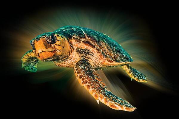 Turtle Art Print featuring the photograph Undersea Turtle by Debra and Dave Vanderlaan