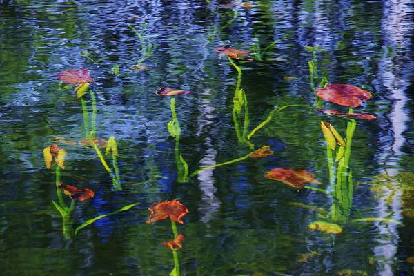 Lake Tahoe Art Print featuring the photograph Underwater Lilies by Sean Sarsfield