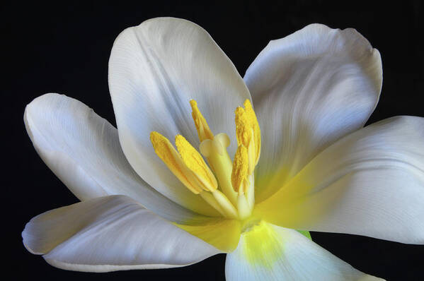 Tulips Art Print featuring the photograph Unfolding Tulip. by Terence Davis