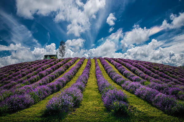 Lavendel Art Print featuring the photograph Unforgettable Summer by Zoran Dujic Lighthunter