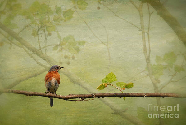 Bluebirds Art Print featuring the photograph Until Spring by Lois Bryan