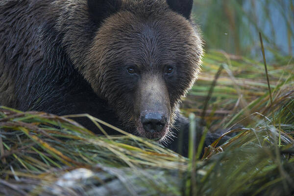 Grizzly Art Print featuring the photograph Up Close and Personal with a Grizzly by Bill Cubitt