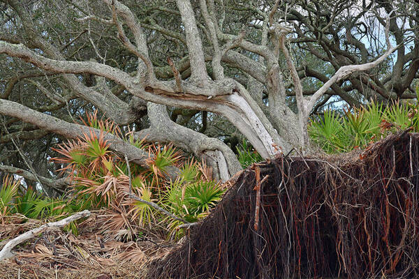 Jekyll Island Art Print featuring the photograph Uprooted by Bruce Gourley