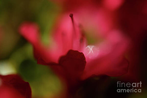 Terry Elniski Photography Art Print featuring the photograph Vancouver Spring Time Flowers - Deep Red Azaleas 3 by Terry Elniski
