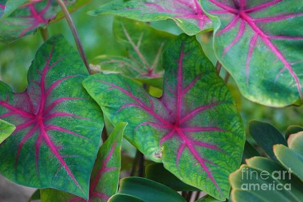 Plant Art Print featuring the photograph Veins of life by Sheila Ping