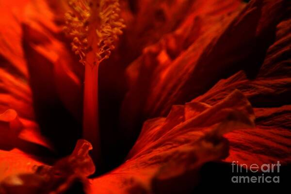 Flower Art Print featuring the photograph Velvet Seduction by Sheila Ping