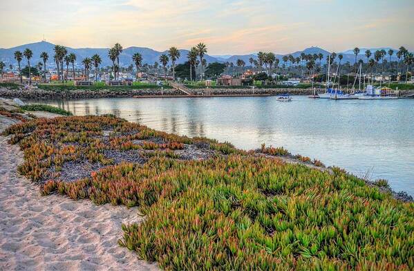 Ocean Marina Harbor Boats Sailboat Two Trees Sand Water Art Print featuring the photograph Ventura Marina One by Wendell Ward