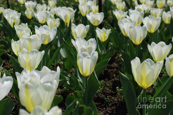 Tulip Art Print featuring the photograph Very Pretty Spring Garden with Flowering White Tulips by DejaVu Designs