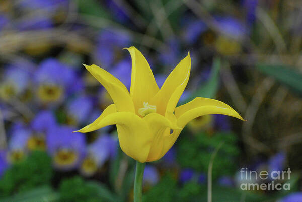 Tulip Art Print featuring the photograph Very Pretty Yellow Tulip with Spikey Petals by DejaVu Designs