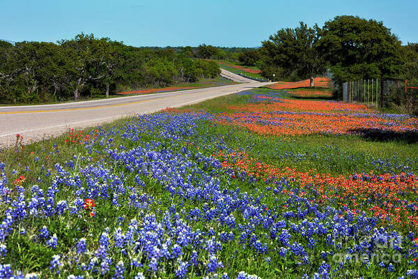 Texas Hill Country Art Print featuring the photograph Vibrant colorful scenic landscape of bluebonnets and Indian Pain by Dan Herron