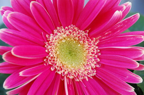 Flower Art Print featuring the photograph Vibrant Pink Gerber Daisy by Amy Fose