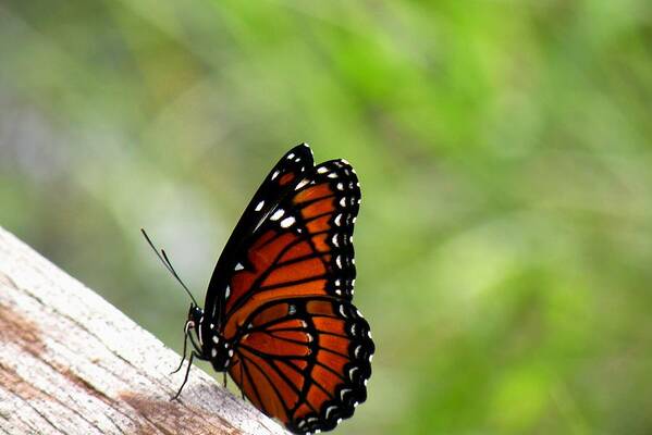 Butterfly Art Print featuring the photograph Viceroy Butterfly Side View by Rosalie Scanlon