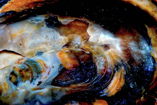 Sea Shell Art Print featuring the photograph Vilano Sea Shell Constellation by Gina O'Brien