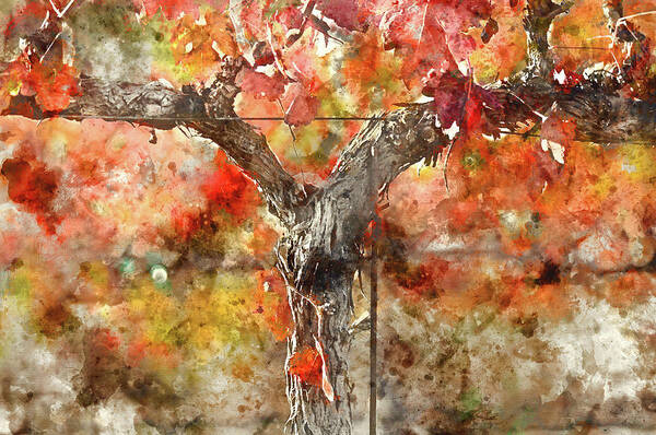 Red Wine Art Print featuring the photograph Vine in Autumn by Brandon Bourdages