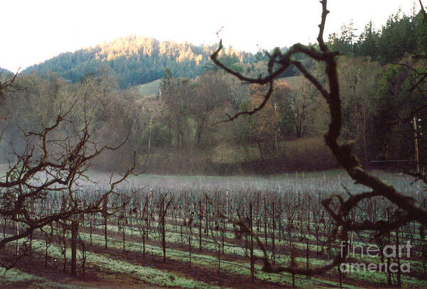 Vineyard Art Print featuring the photograph Vineyard In The Winter by PJ Cloud