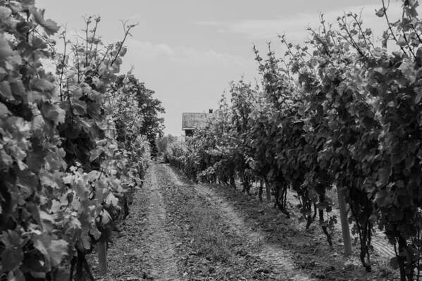 Vineyard Art Print featuring the photograph Vineyards of old Horizontal BW by Photographic Arts And Design Studio