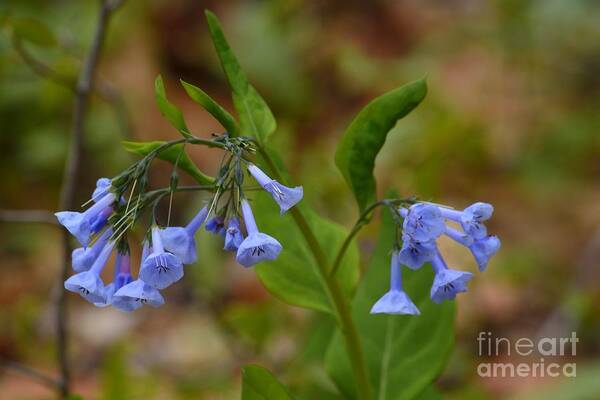 April Wildflowers Art Print featuring the photograph Virginia Bluebells by Randy Bodkins