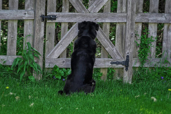 Animals Art Print featuring the photograph Waiting At The Gate by Jim Shackett