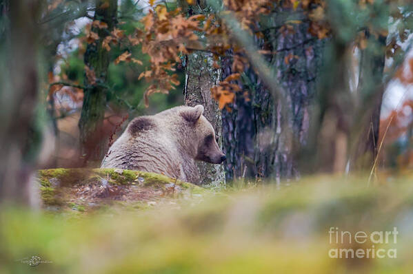 Waiting Bear Art Print featuring the photograph Waiting Bear by Torbjorn Swenelius