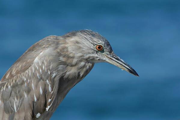 Juvenile Black-crowned Night Heron Art Print featuring the photograph Waiting by Fraida Gutovich
