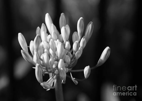 Floral Art Print featuring the photograph Waiting To Blossom Into Beauty - bw by Linda Shafer