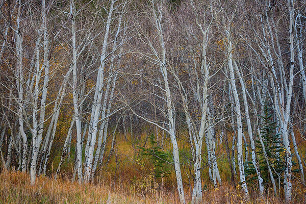 Forest Art Print featuring the photograph Walk In The Woods by James BO Insogna