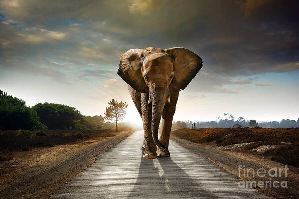 African Art Print featuring the photograph Walking Elephant by Carlos Caetano