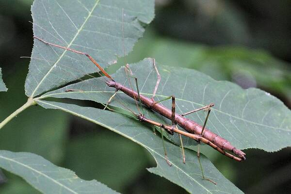 Walking Stick Art Print featuring the photograph Walking Sticks by Doris Potter