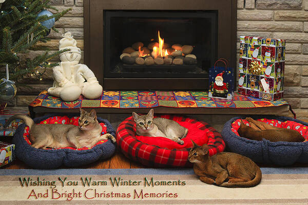 Abyssinian Art Print featuring the photograph Warm Winter Moments by Gary Hall