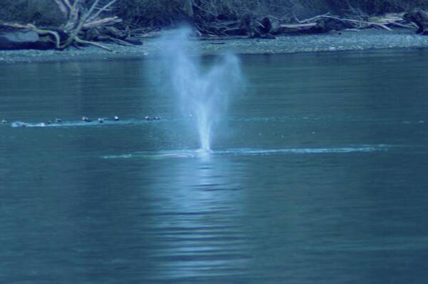 Gray Whales Art Print featuring the photograph Was That A Sneeze by Jeff Swan