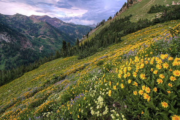 Utah Art Print featuring the photograph Wasatch Wildflowers Canyon View and Storm - Utah by Brett Pelletier