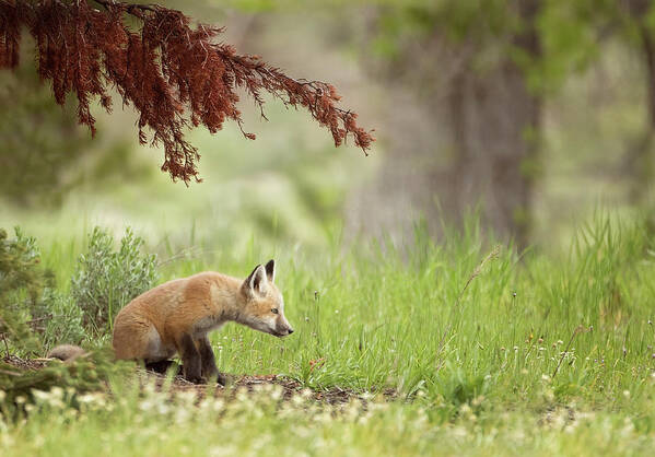 Red Fox Art Print featuring the photograph Watching by Eilish Palmer