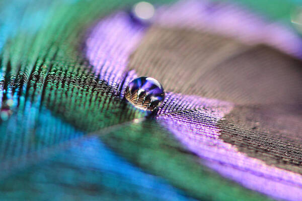 Peacock Art Print featuring the photograph Water Drop by Angela Murdock