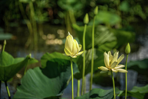 Ardmore Oklahoma Art Print featuring the photograph Water Lilies 2 by Victor Culpepper